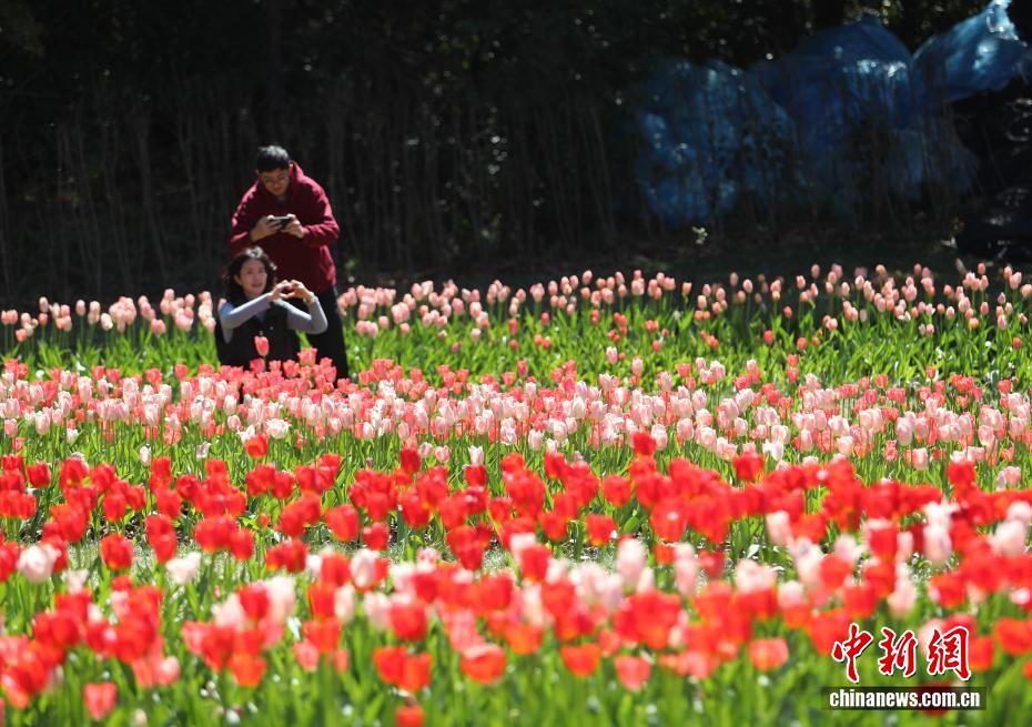 云南永仁方山百花争艳游人如织 云南永仁方山百花争艳游人如织