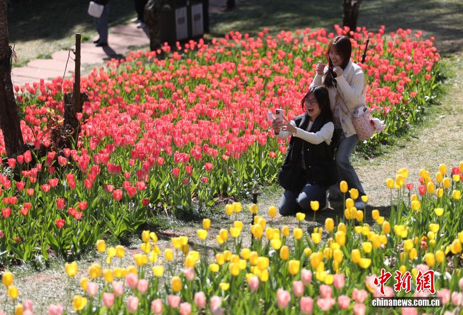 云南永仁方山百花争艳游人如织 云南永仁方山百花争艳游人如织