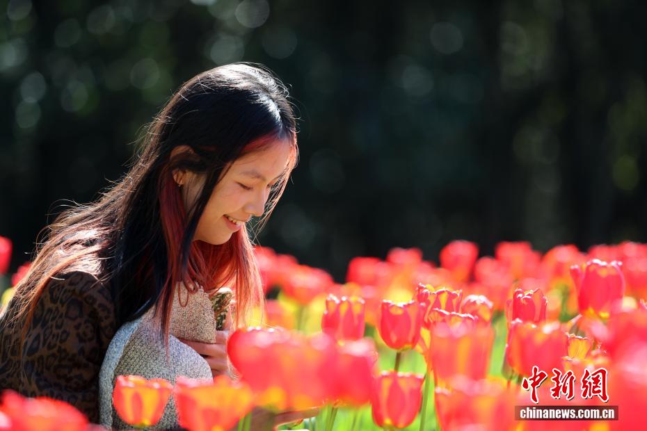 云南永仁方山百花争艳游人如织 云南永仁方山百花争艳游人如织