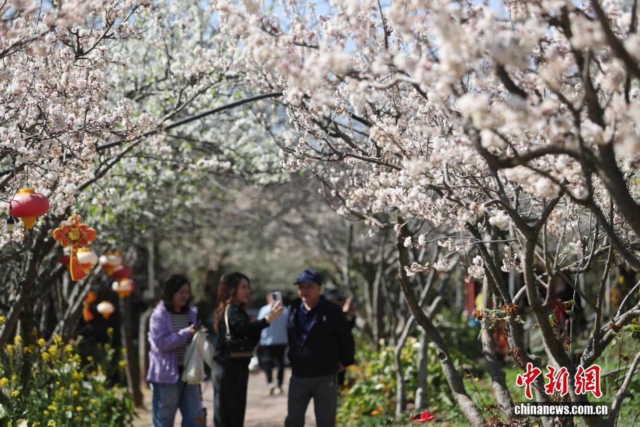 云南永仁方山百花争艳游人如织 云南永仁方山百花争艳游人如织