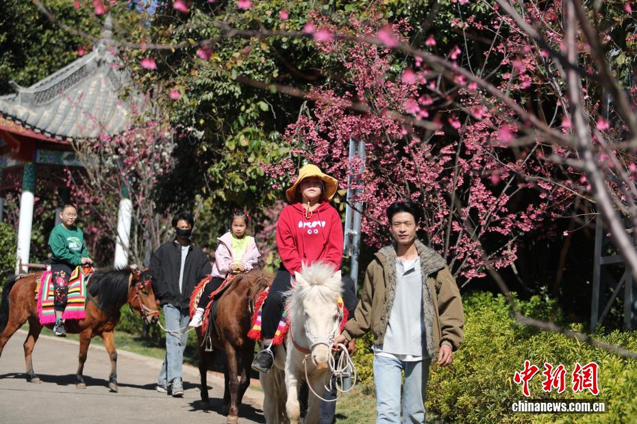 云南永仁方山百花争艳游人如织 云南永仁方山百花争艳游人如织