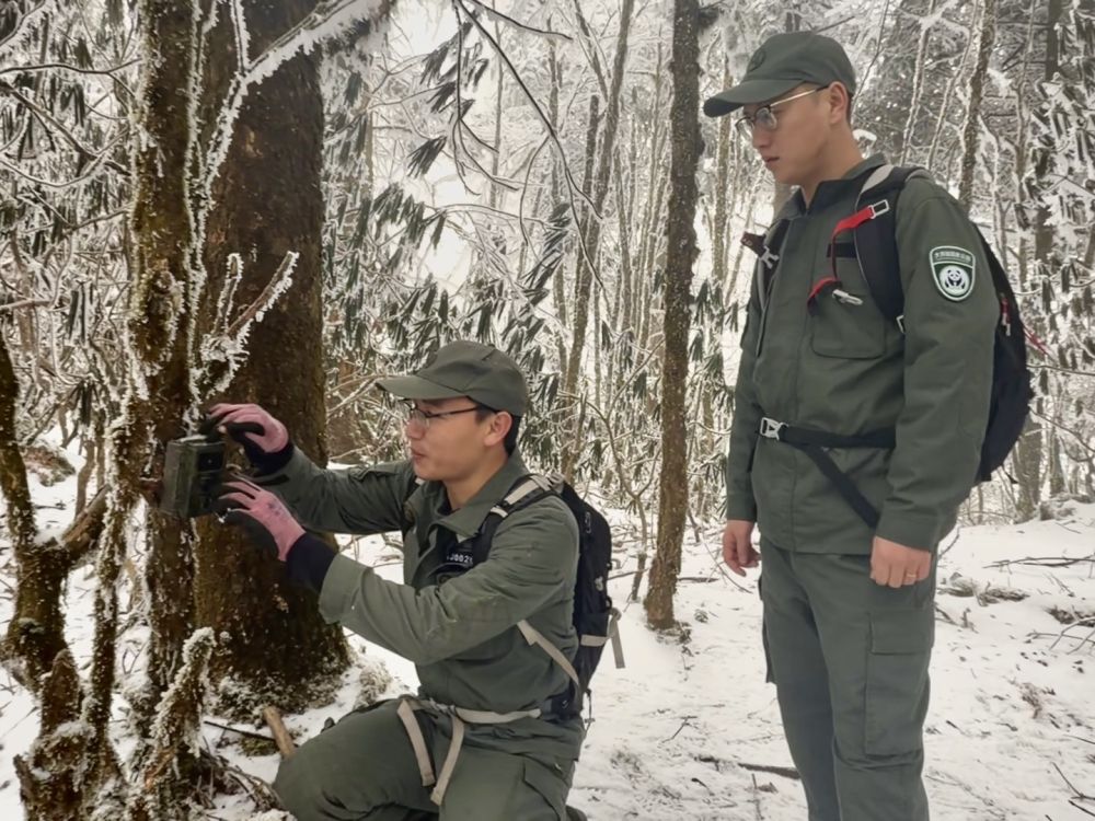 新春走基层·记者体验360行|我当野生动物监测员 新春走基层·记者体验360行|我当野生动物监测员