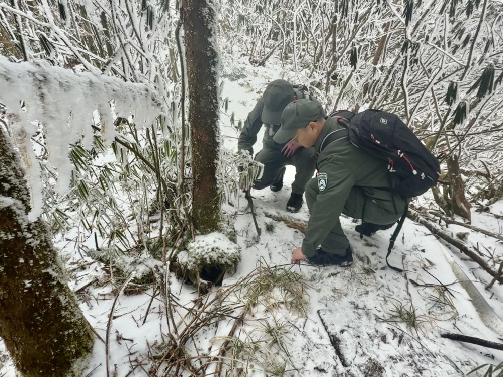 新春走基层·记者体验360行|我当野生动物监测员