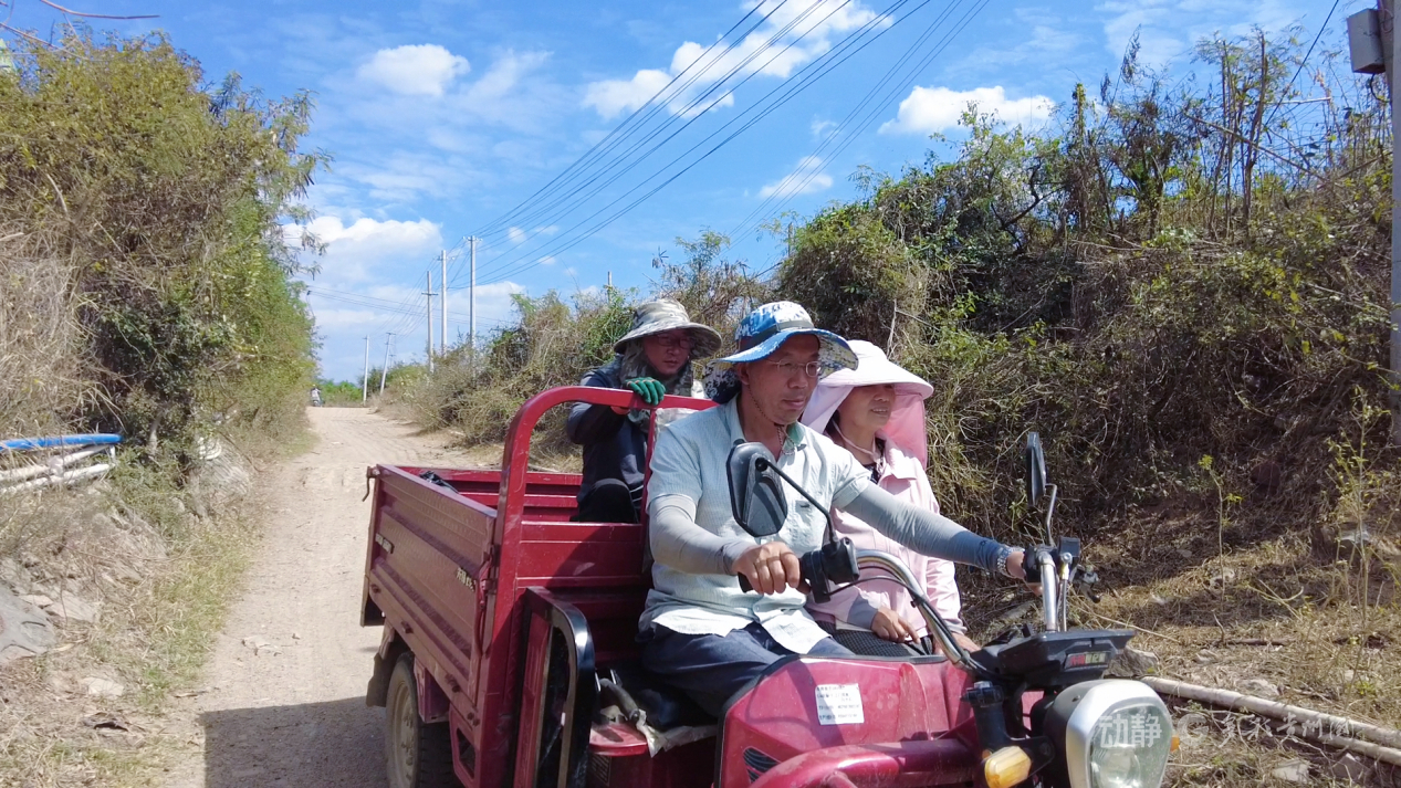 新春走基层丨“借”个夏天种辣椒——贵州辣椒育种团队的南繁故事