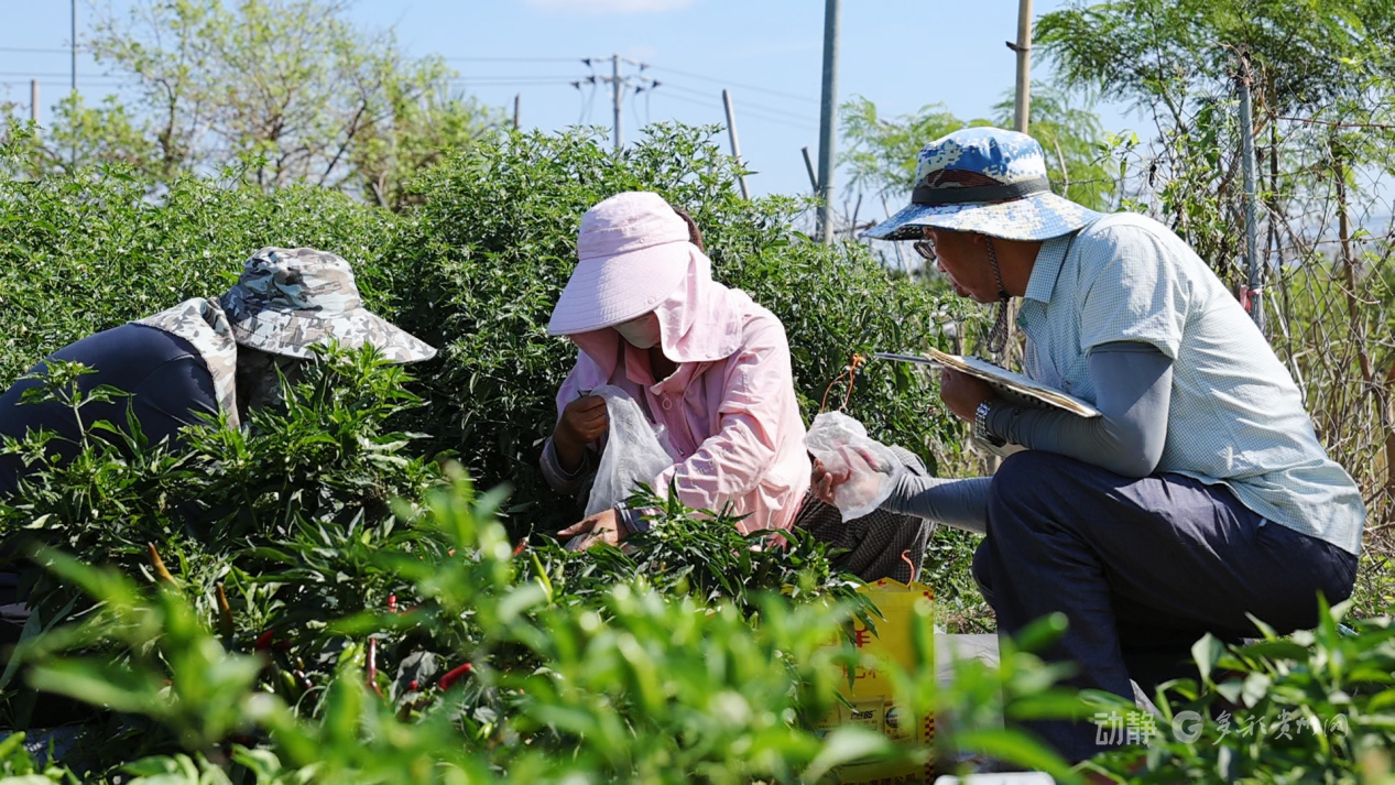 新春走基层丨“借”个夏天种辣椒——贵州辣椒育种团队的南繁故事