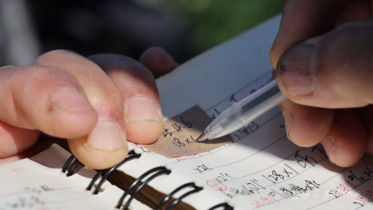 新春走基层丨“借”个夏天种辣椒——贵州辣椒育种团队的南繁故事