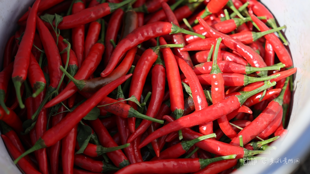 新春走基层丨“借”个夏天种辣椒——贵州辣椒育种团队的南繁故事