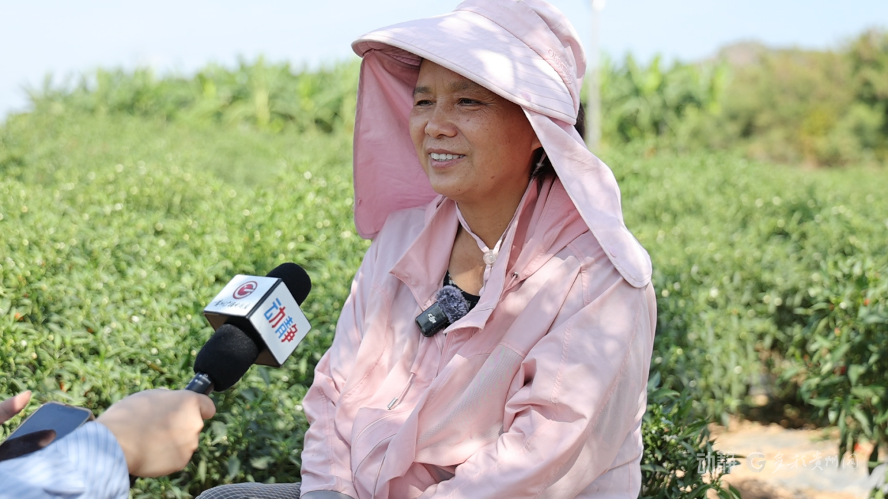 新春走基层丨“借”个夏天种辣椒——贵州辣椒育种团队的南繁故事