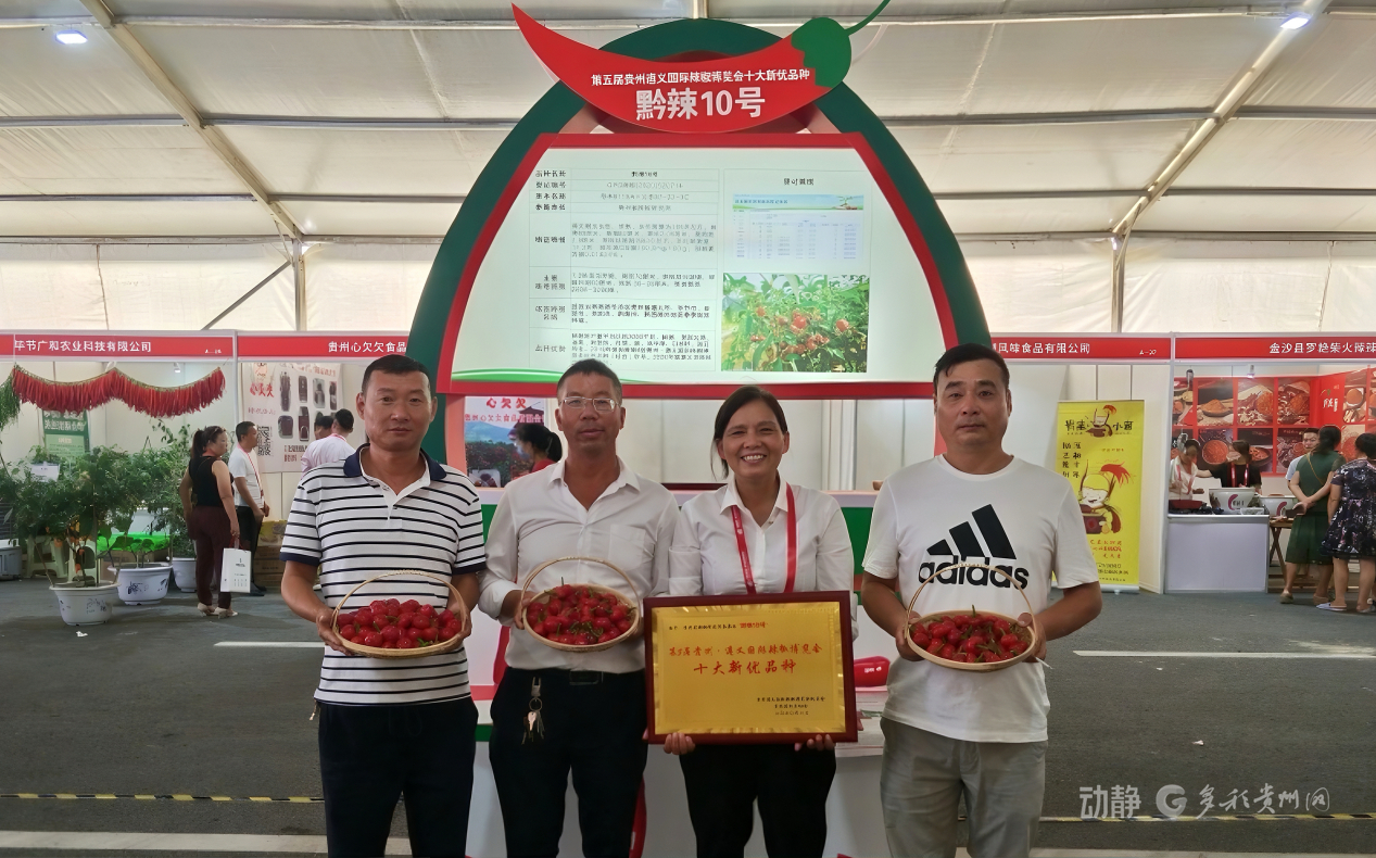 新春走基层丨“借”个夏天种辣椒——贵州辣椒育种团队的南繁故事