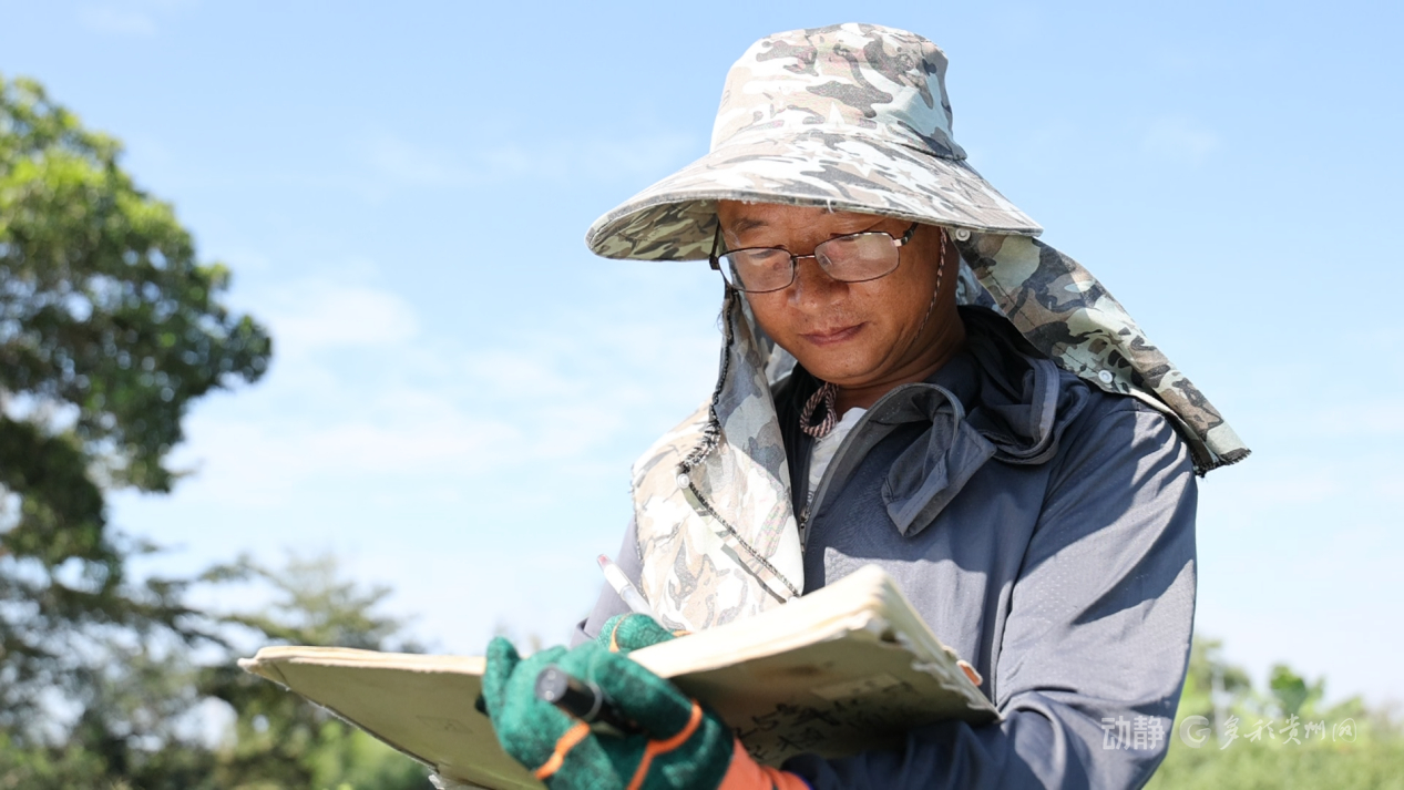 新春走基层丨“借”个夏天种辣椒——贵州辣椒育种团队的南繁故事