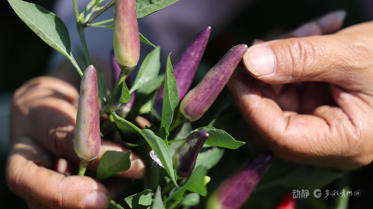 新春走基层丨“借”个夏天种辣椒——贵州辣椒育种团队的南繁故事