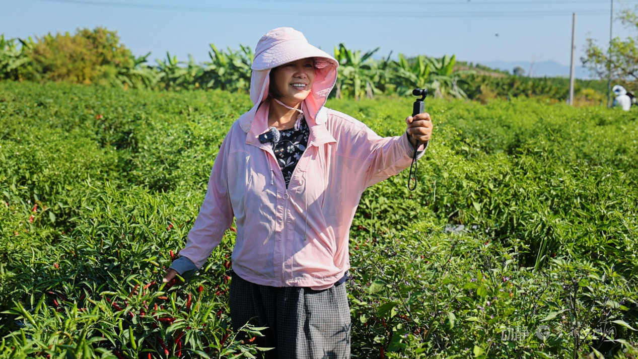 新春走基层丨“借”个夏天种辣椒——贵州辣椒育种团队的南繁故事