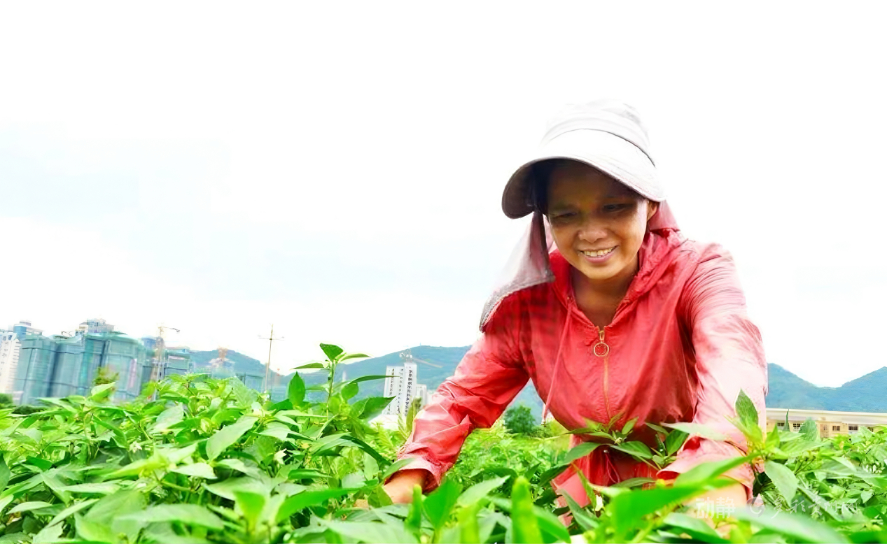 新春走基层丨“借”个夏天种辣椒——贵州辣椒育种团队的南繁故事