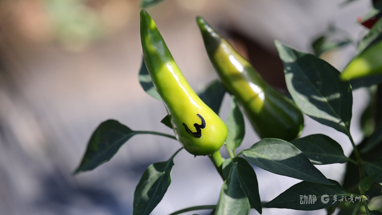 新春走基层丨“借”个夏天种辣椒——贵州辣椒育种团队的南繁故事