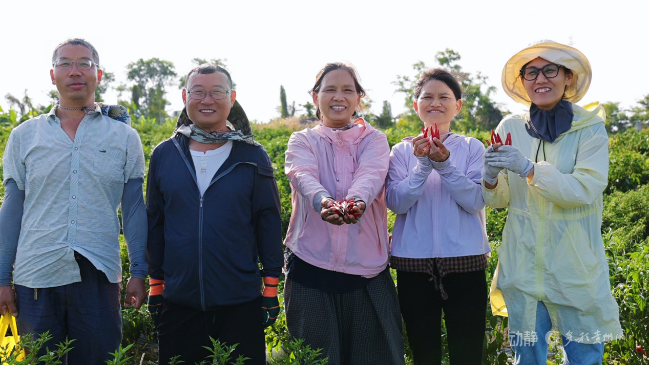 新春走基层丨“借”个夏天种辣椒——贵州辣椒育种团队的南繁故事
