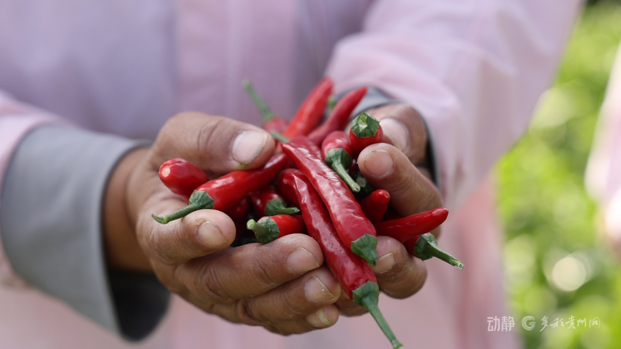 新春走基层丨“借”个夏天种辣椒——贵州辣椒育种团队的南繁故事