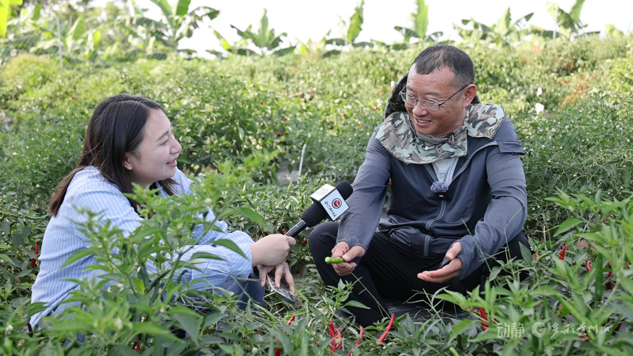 新春走基层丨“借”个夏天种辣椒——贵州辣椒育种团队的南繁故事