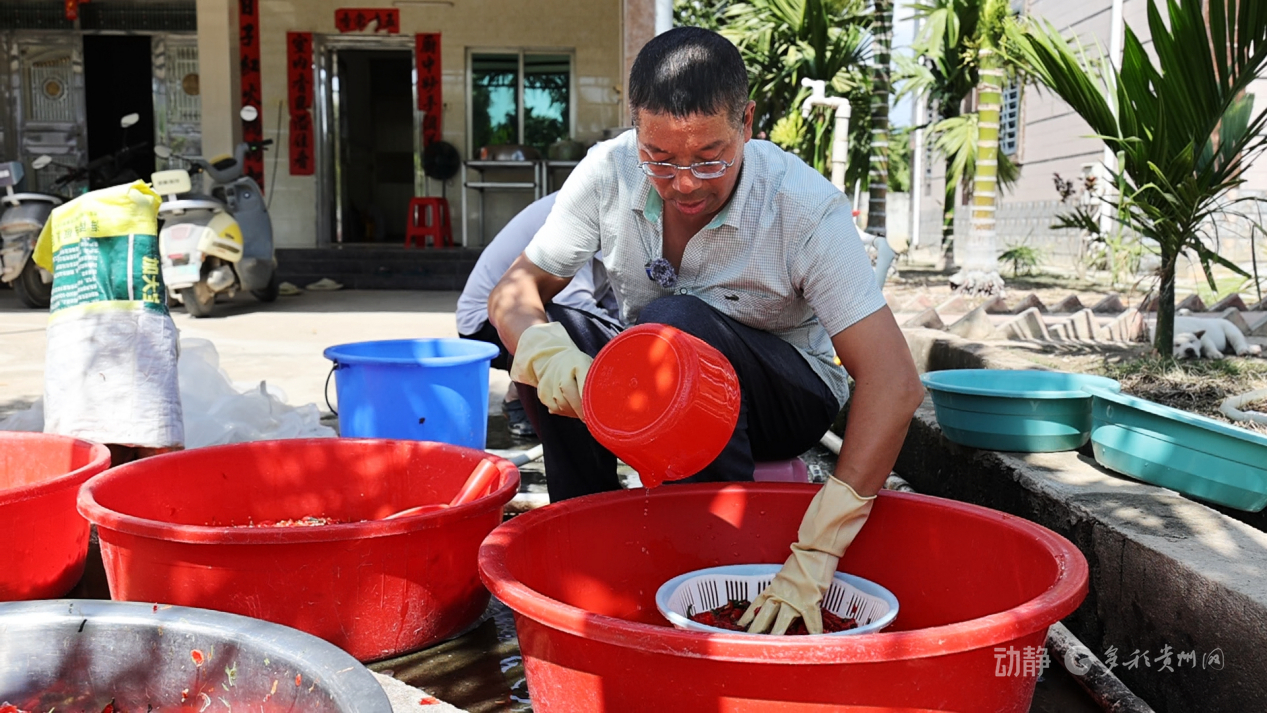 新春走基层丨“借”个夏天种辣椒——贵州辣椒育种团队的南繁故事