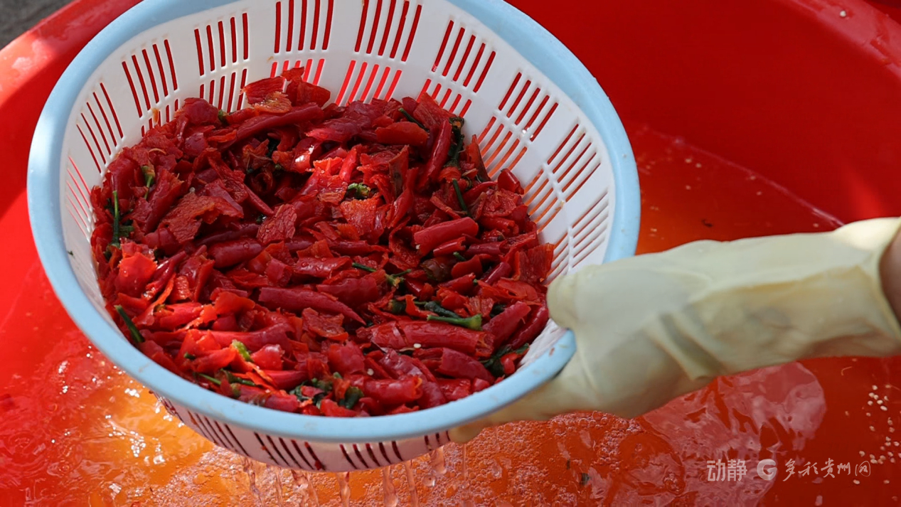 新春走基层丨“借”个夏天种辣椒——贵州辣椒育种团队的南繁故事