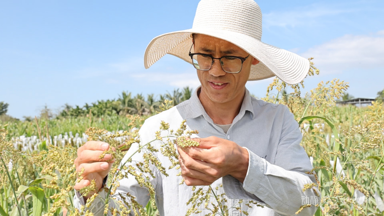 新春走基层丨“借”个夏天种辣椒——贵州辣椒育种团队的南繁故事