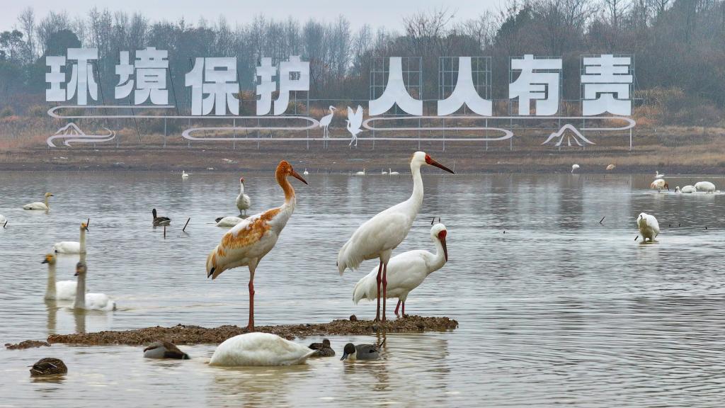 在中国最大淡水湖守护候鸟“春运”