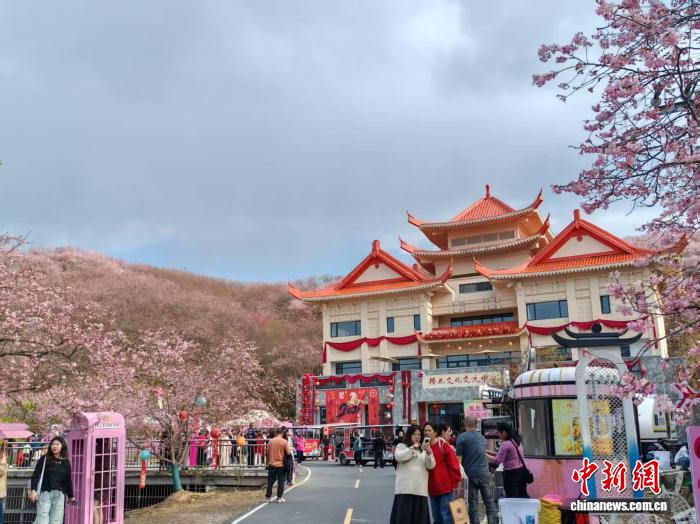 (新春走基层)闽台融合樱花园里的新春故事:一花牵两岸 樱艳映乡情 (新春走基层)闽台融合樱花园里的新春故事:一花牵两岸 樱艳映乡情