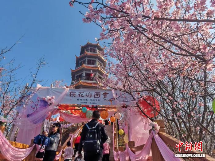 (新春走基层)闽台融合樱花园里的新春故事:一花牵两岸 樱艳映乡情 (新春走基层)闽台融合樱花园里的新春故事:一花牵两岸 樱艳映乡情