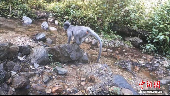 国家一级保护动物印支灰叶猴现身云南耿马