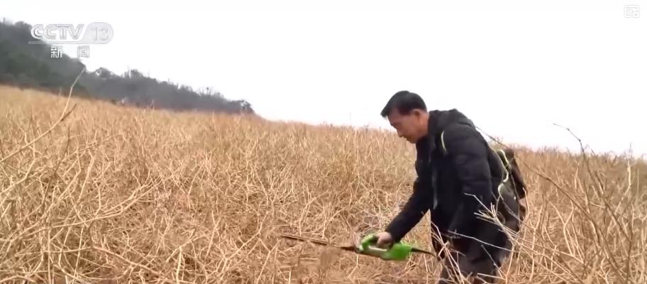 从脱贫到增收:五年巩固提升 脱贫地区走出可持续增收新路