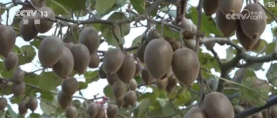 从脱贫到增收:五年巩固提升 脱贫地区走出可持续增收新路