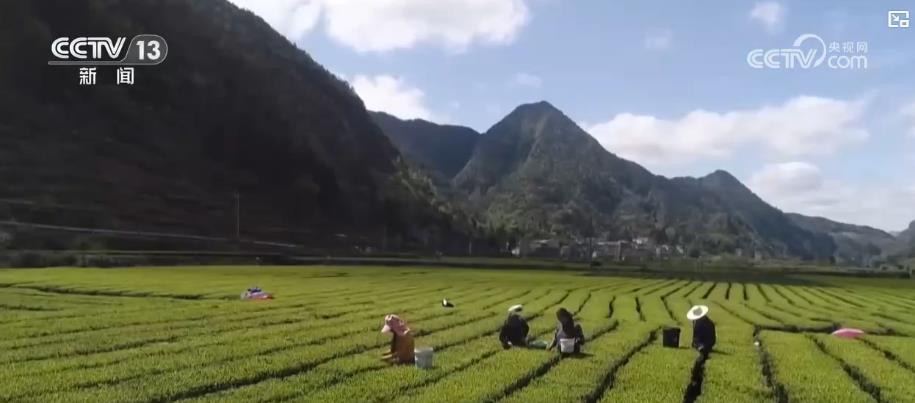 从脱贫到增收:五年巩固提升 脱贫地区走出可持续增收新路