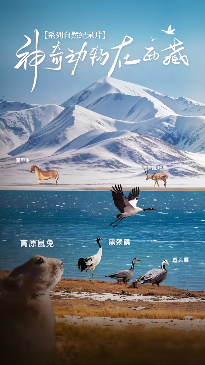 西藏生态题材纪录片亮相2026伦敦电视节