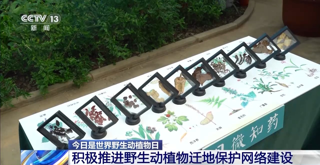 特别“家庭旅行团”亮相?我国野生动植物保护交出亮眼答卷 特别“家庭旅行团”亮相?我国野生动植物保护交出亮眼答卷