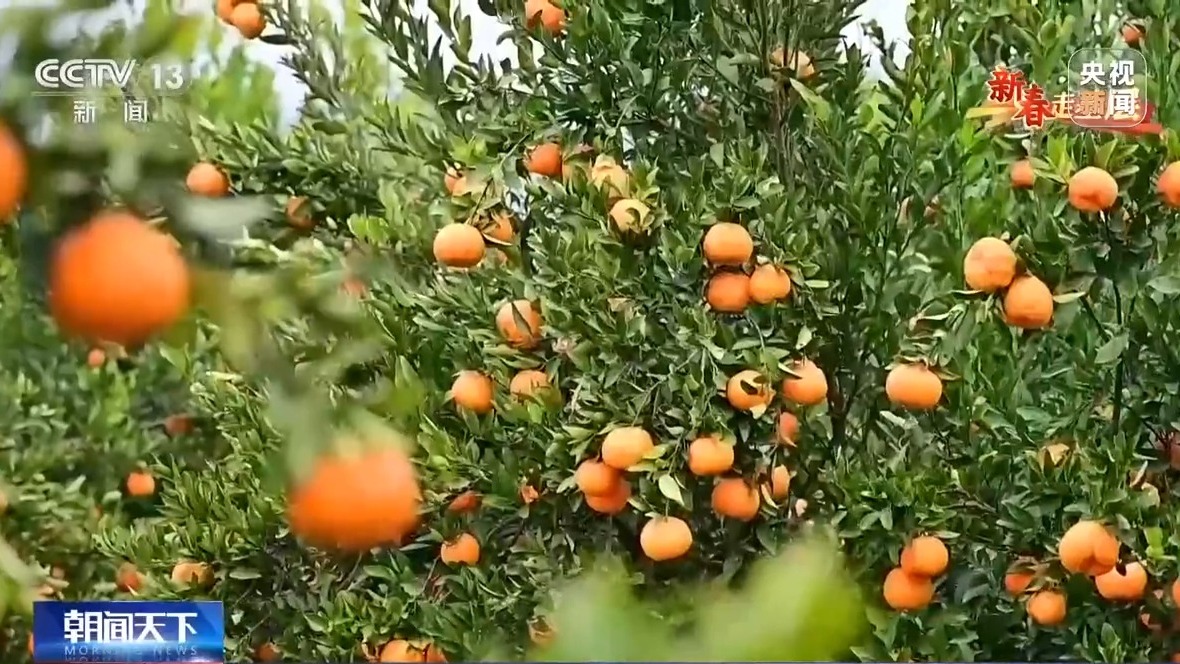 新春走基层丨把传统集市搬到线上 他们让农产品走出大山 新春走基层丨把传统集市搬到线上 他们让农产品走出大山