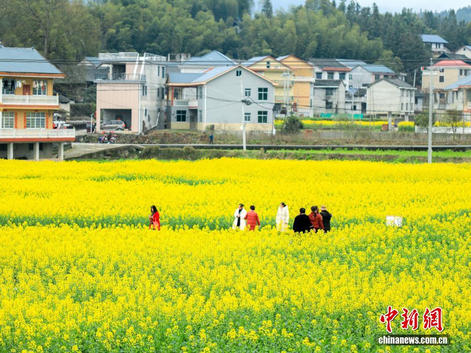 春日赏花季！湖南会同万亩油菜花田竞相绽放