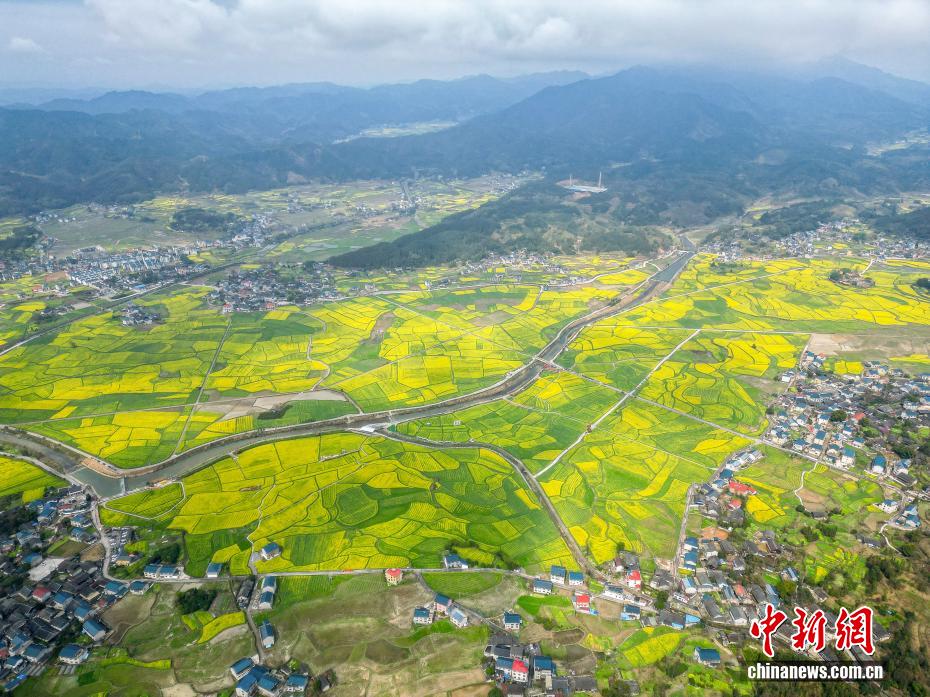 春日赏花季！湖南会同万亩油菜花田竞相绽放