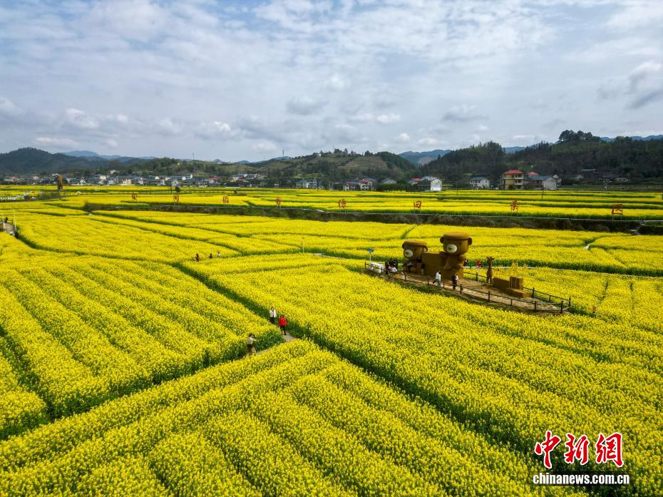 春日赏花季！湖南会同万亩油菜花田竞相绽放