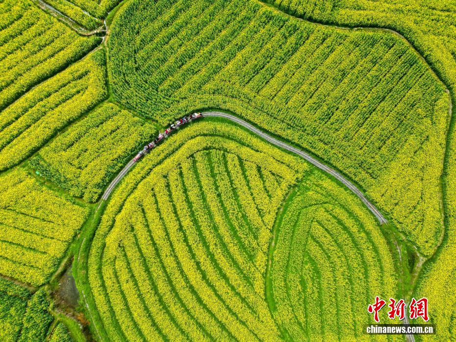 春日赏花季！湖南会同万亩油菜花田竞相绽放