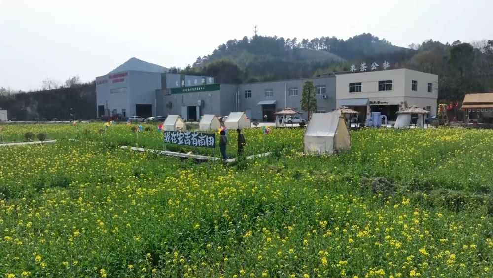 新华视点｜春日盛景赋能“花经济” 文旅融合焕发新活力