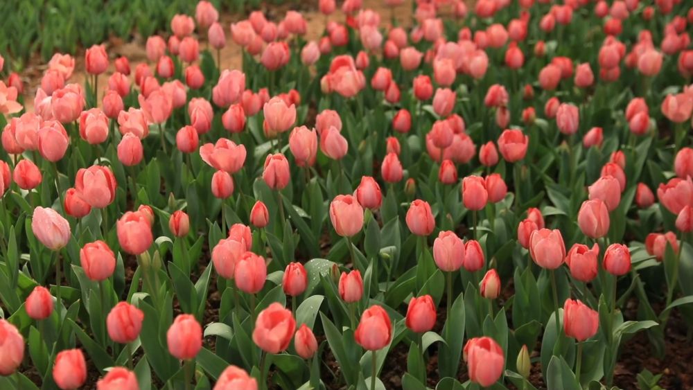 新华视点|春日盛景赋能“花经济” 文旅融合焕发新活力 新华视点|春日盛景赋能“花经济” 文旅融合焕发新活力