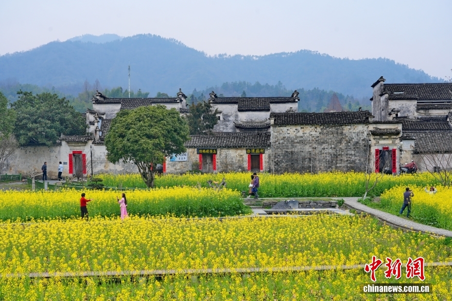 安徽西递古村油菜花迎春绽放
