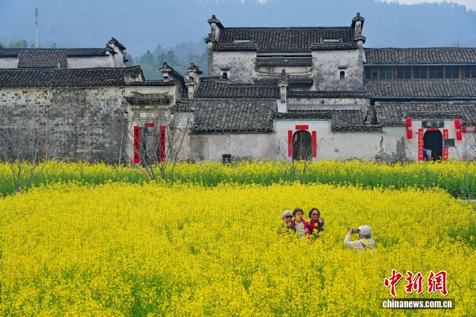 安徽西递古村油菜花迎春绽放