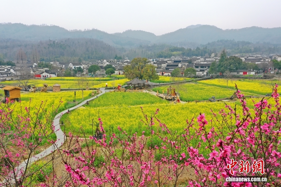 安徽西递古村油菜花迎春绽放