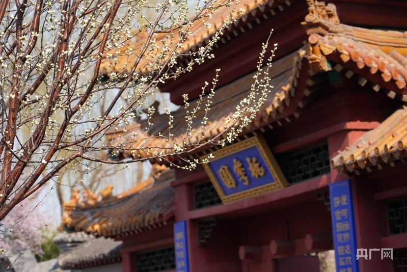 大战略牵引新开局丨运河畔站产城相融 “花经济”映亮“融合红”