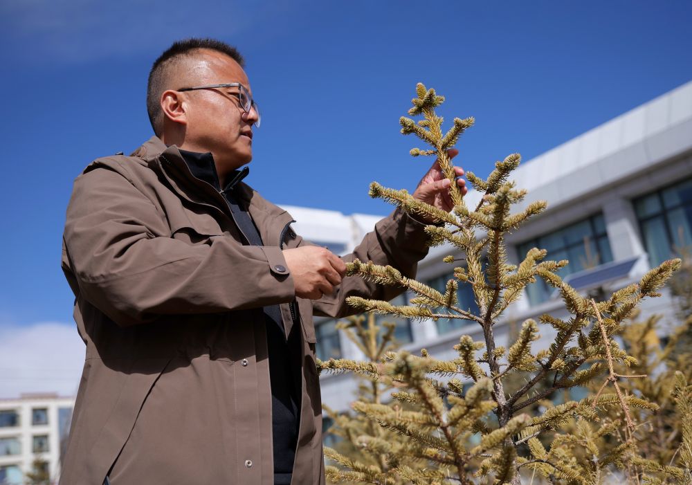 西藏那曲:用科技唤醒“高原绿” 西藏那曲:用科技唤醒“高原绿”