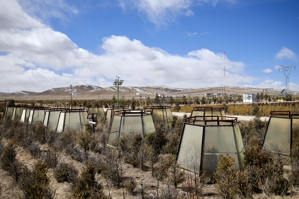 西藏那曲:用科技唤醒“高原绿” 西藏那曲:用科技唤醒“高原绿”