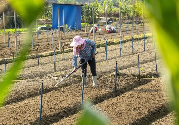沃野染新绿 春耕绘丰景——从春耕一线看“十五五”开局农业生产新气象