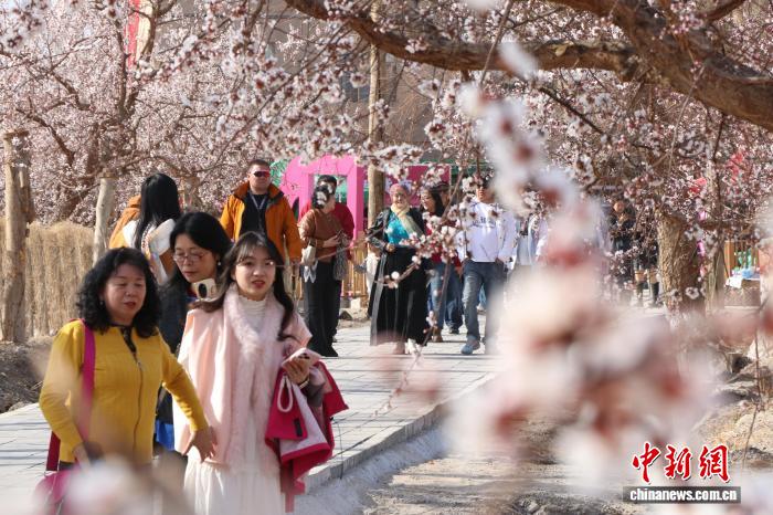 新疆迎来新花季 赏花IP带动文旅热