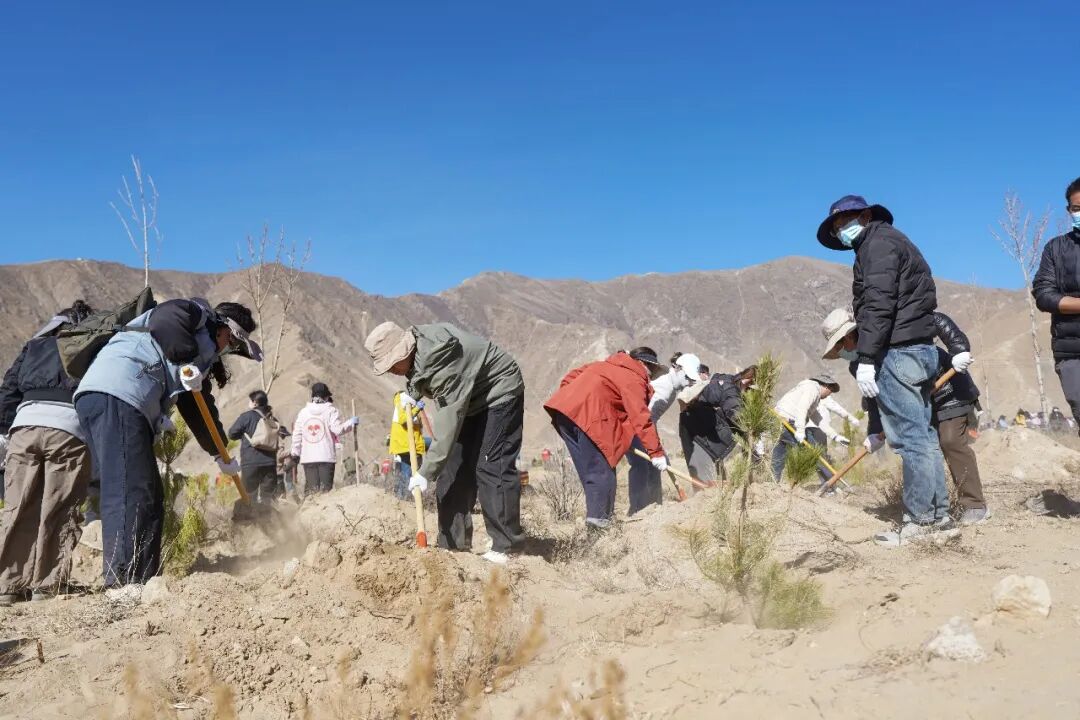 拉萨南北山绿化工程最新进展来了