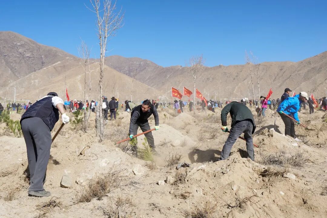 拉萨南北山绿化工程最新进展来了